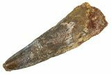 Fossil Spinosaurus Tooth - Real Dinosaur Tooth #344587-1